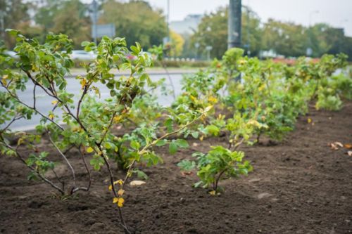 Sadzenie krzewów w parku