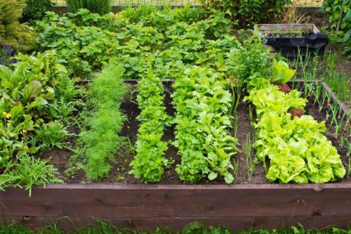 Podwyższone grządki