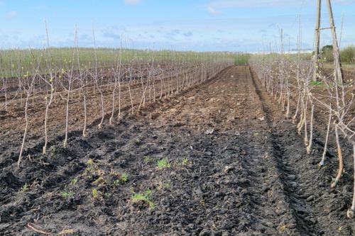 Sadzenie drzewek w sadzie